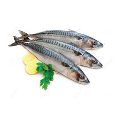 Mackerel Fish per Kg
